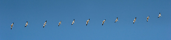 Snow Geese in Flight Pano
