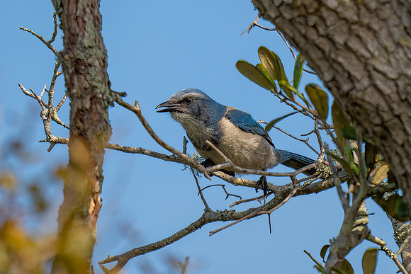 Scrub-jay 2