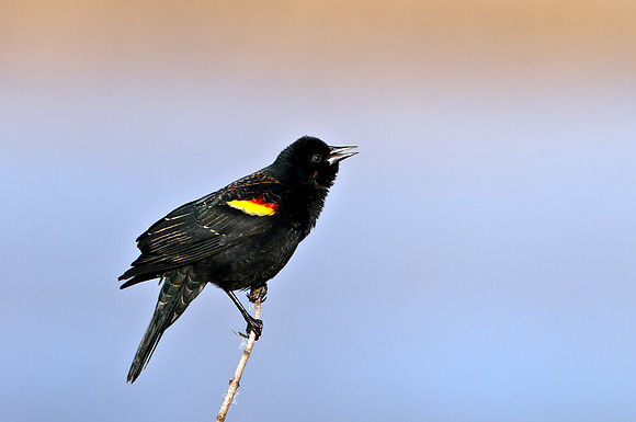 Red-winged Blackbird