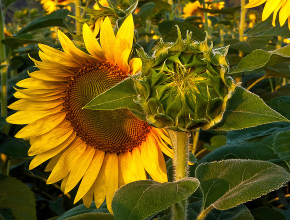 Late Bloomer Up Close