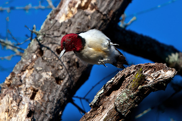 Redheaded Woodpecker