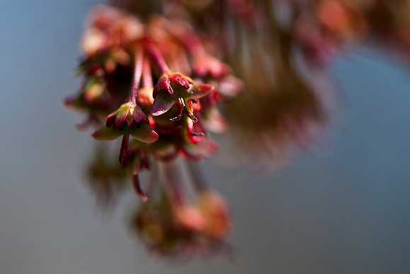 Tiny Spring Tree Flowers