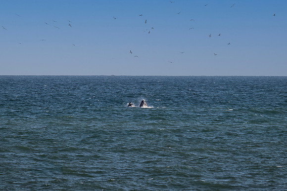 Whales Breaching 3