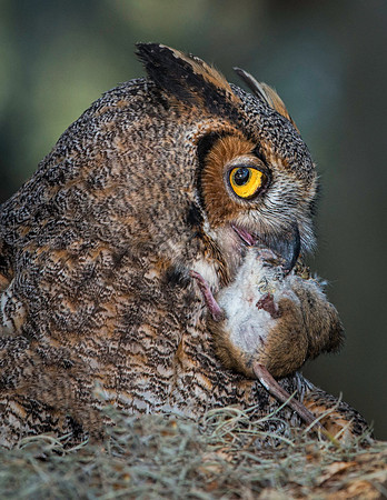 Great Horned Owl with Mouse