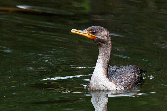 Cormorant