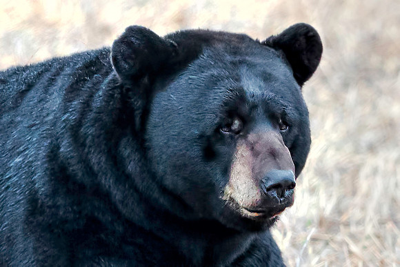Black Bear
