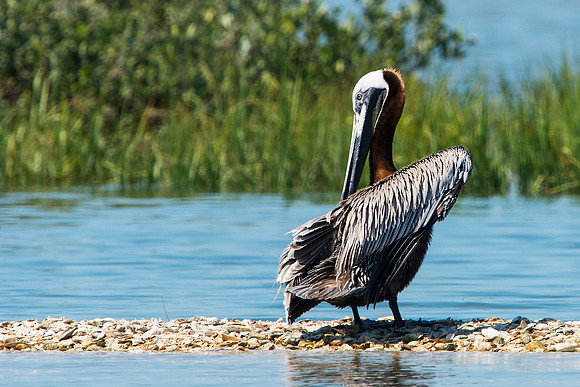 Pelican Preening