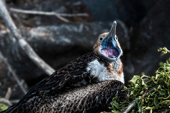Frigatebird