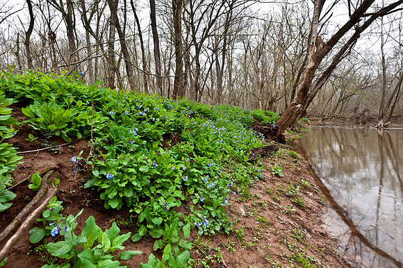 Bluebells on Cedar Run