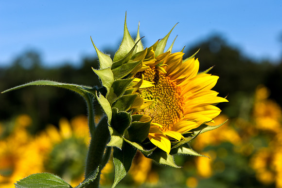 Sunflower Bud