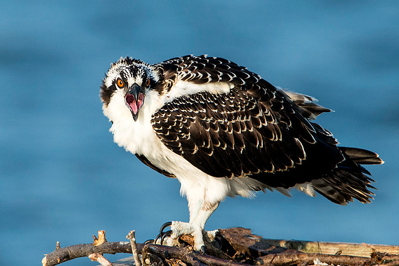 Osprey Chick Squawking