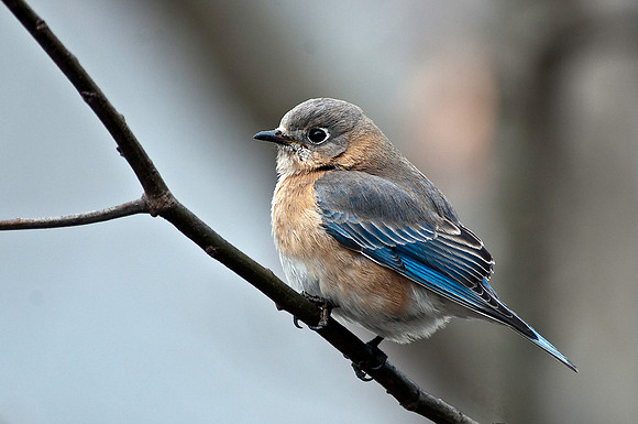 Bluebird