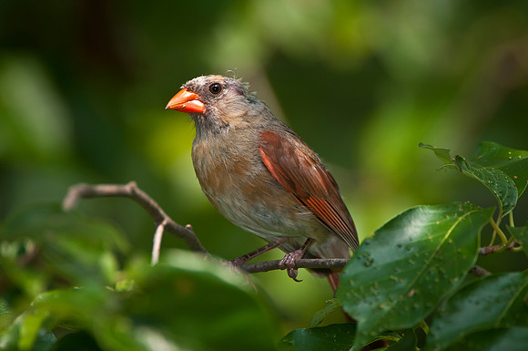 Young Female Cardinal