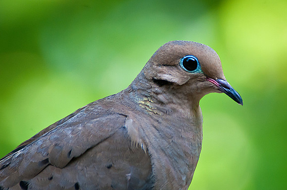 Dove