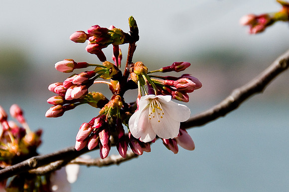 Cherry Tree Blossoms
