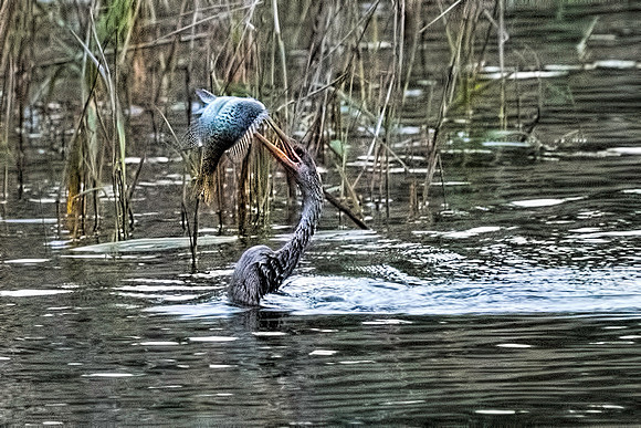 Anhinga with Fish Lake Wauburg