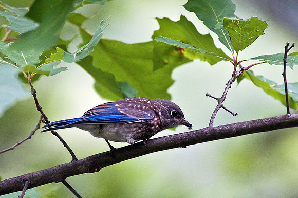 Bluebird Fledgling with Bug Lunch