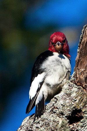 Redheaded Woodpecker