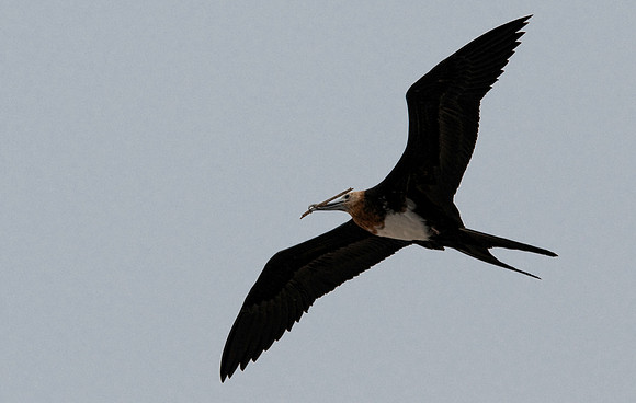 Frigatebird Heading Back to the Nest