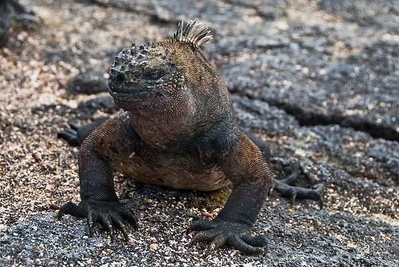 Marine Iguana