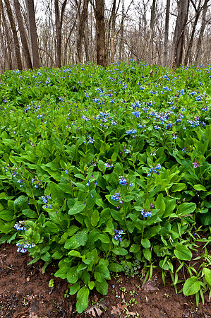 Virginia Bluebells at Merrimac Farm Wildlife Management Area, VA
