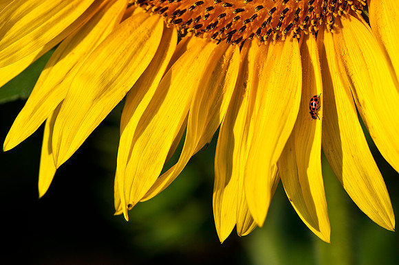 Color Coordinated Ladybug