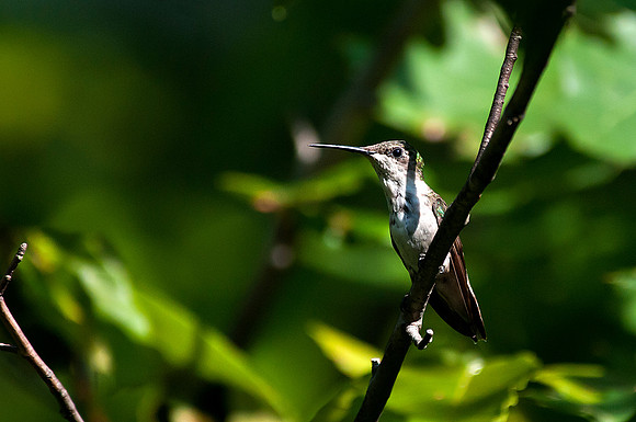 Female Ruby Throated HummingbirdSLT8902 copy
