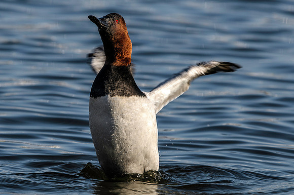 Canvasback Duck