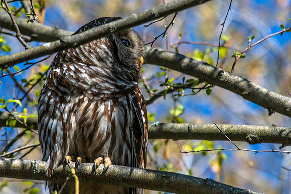 Barred Owl
