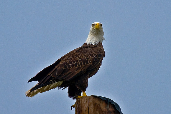 American Bald Eagle