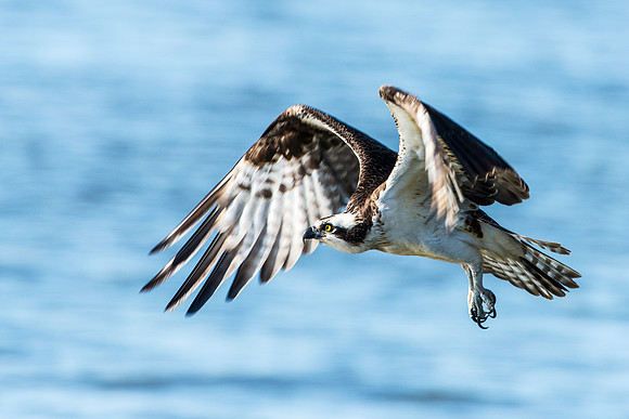 Female Osprey in Flight
