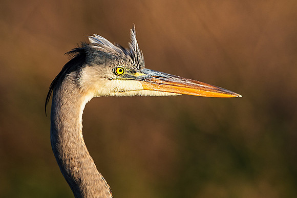 Great Blue Heron on Paynes Prairie at Sunset