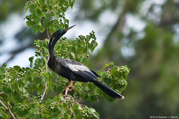 Anhinga