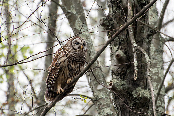 Barred Owl