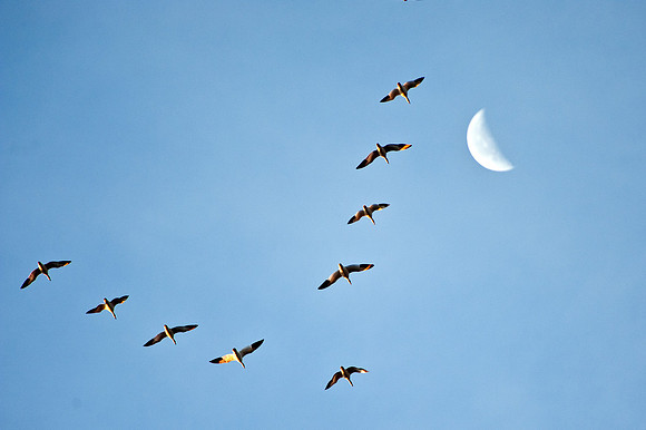 Snow Geese and the Moon 2