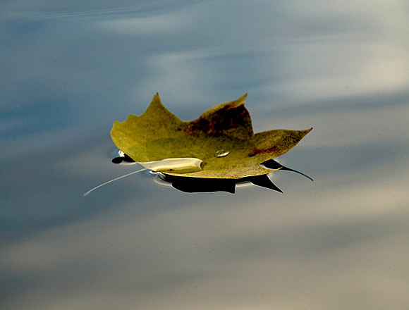 Leaf Floating on Lake Montclair, VA