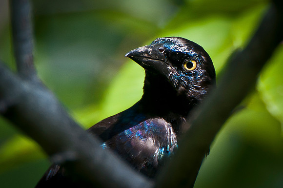 Grackle Giving the Evil Eye