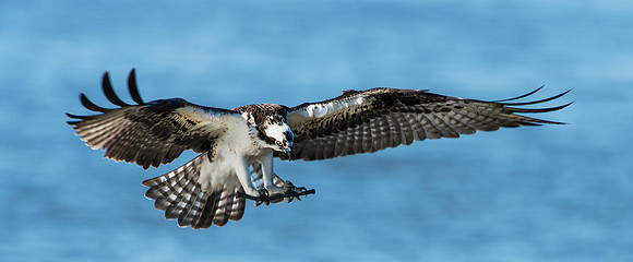 Male Osprey Returning to Nest with a Stick