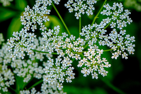 Queen Anne's Lace