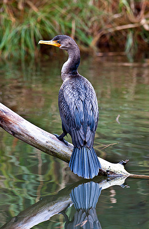 Cormorant