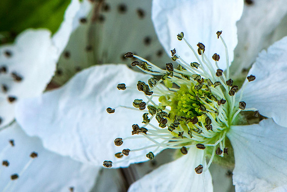 American Plum Flower Macro