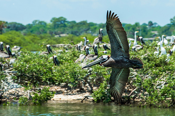 Pelican Fly By