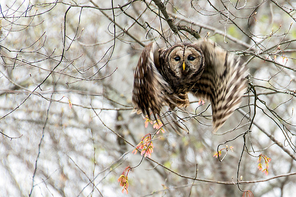 Barred Owl