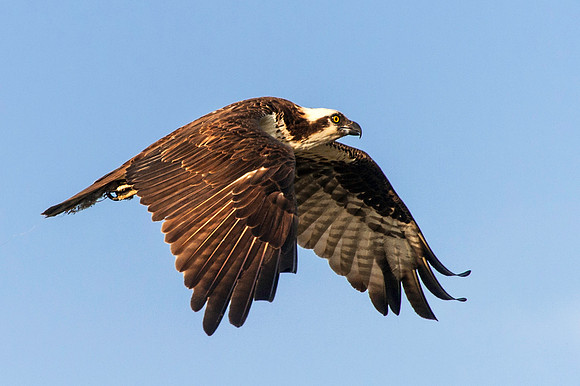 Osprey in Flight