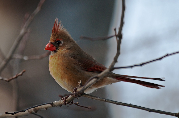 Cardinal