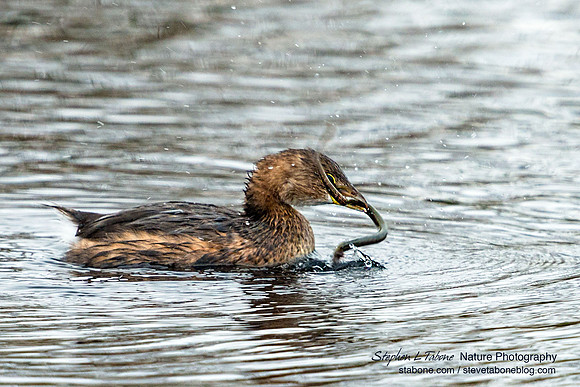 Pied-billed Grebe with a Swamp Eel