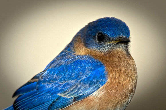 Bluebird Up Close