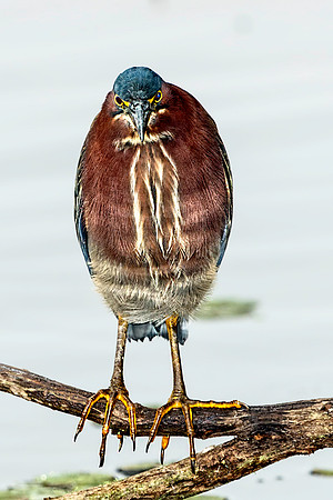 Green Heron