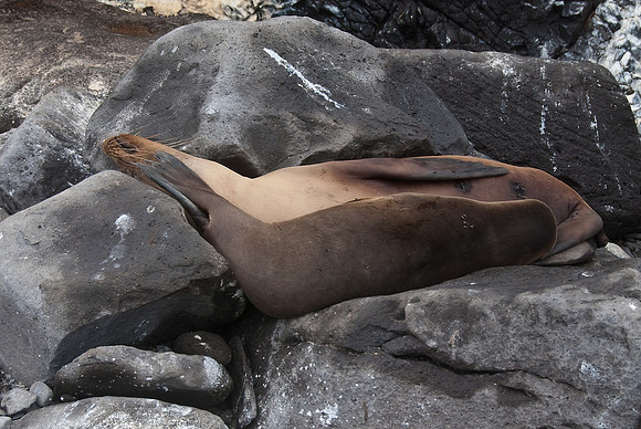 Sea Lions