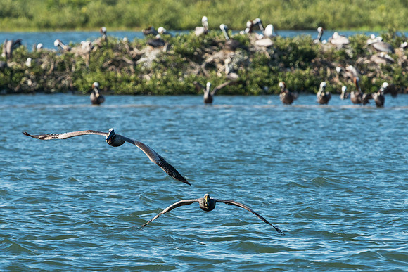 Pelicans Flying from Pelican Island